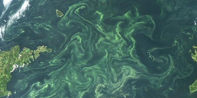 Снимка на популации планктон, от значение за цялостното възстановяване на океанските системи.